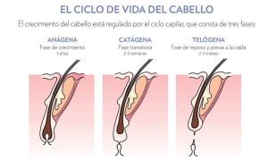 caída del cabello asociada con el efluvio telógeno